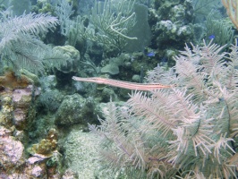 68 Trumpetfish IMG 3798